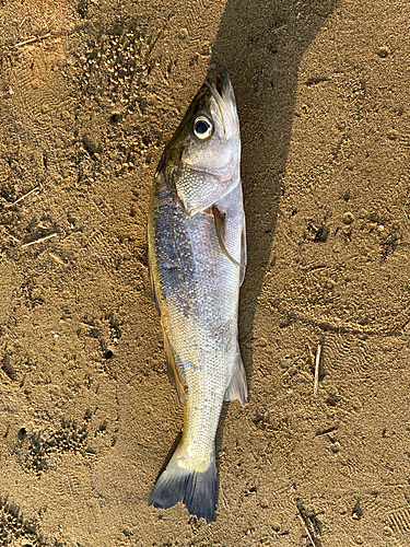 スズキの釣果