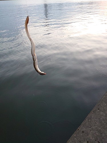 ウナギの釣果