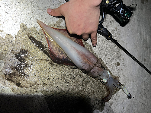 ケンサキイカの釣果