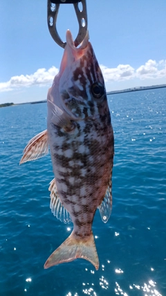 キツネフエフキの釣果