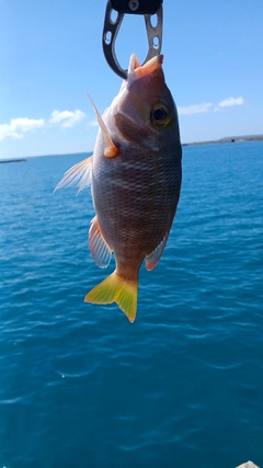 ムルーの釣果