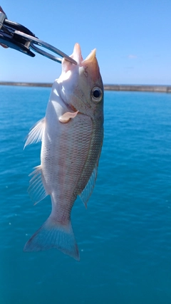 ムルーの釣果