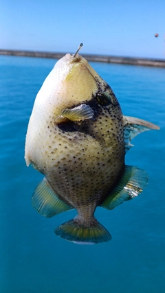 ゴマモンガラの釣果