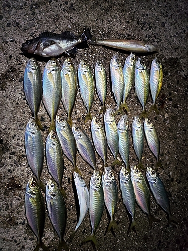 ブリの釣果