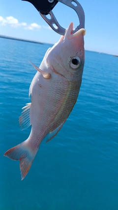 オキフエダイの釣果