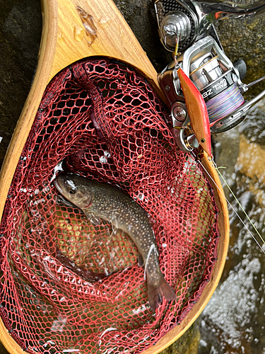 ヤマメの釣果