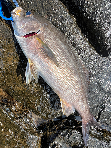 イサキの釣果