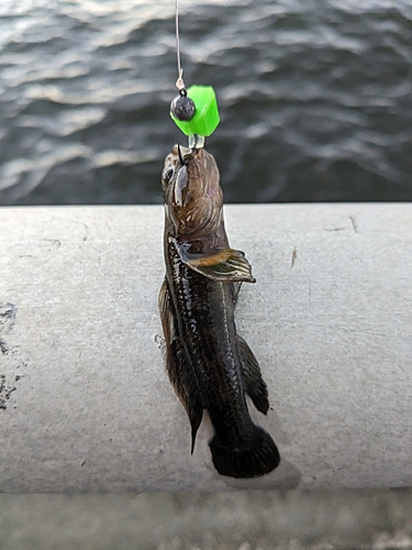 チチブの釣果