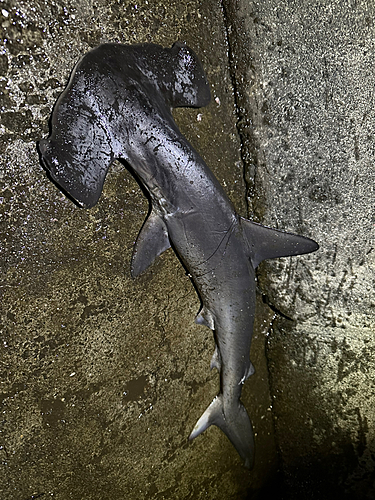 シュモクザメの釣果