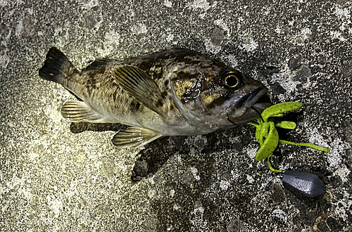 クロソイの釣果