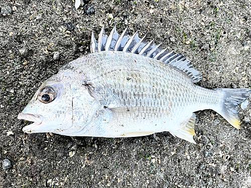 キビレの釣果