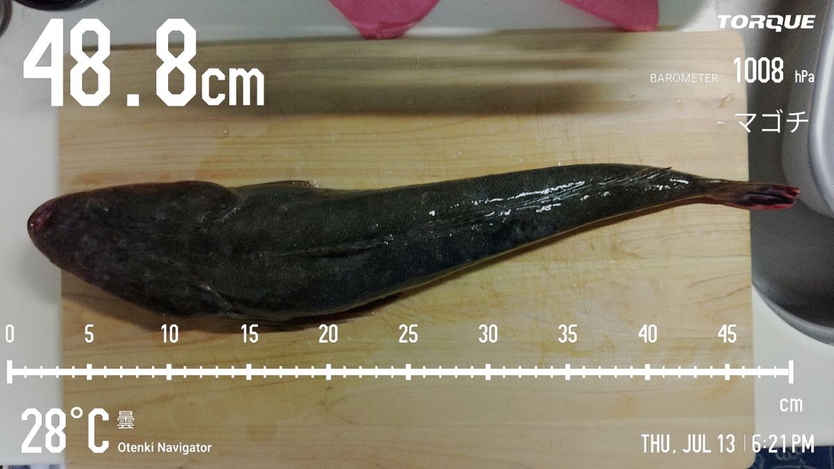 でっけさんの釣果 2枚目の画像