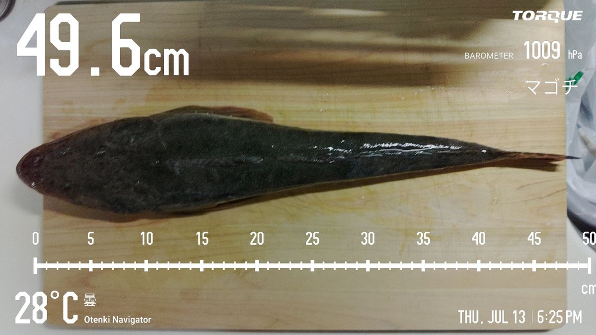 でっけさんの釣果 3枚目の画像