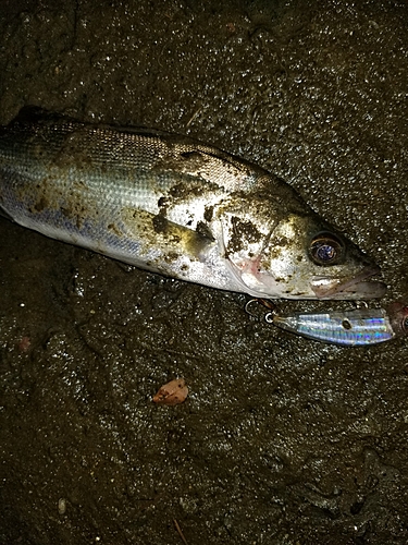 セイゴ（マルスズキ）の釣果