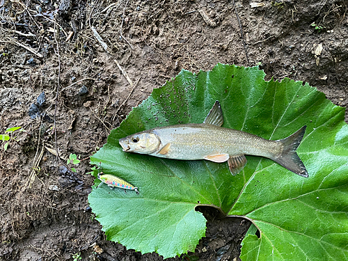 エゾウグイの釣果