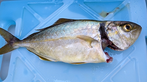 ショゴの釣果