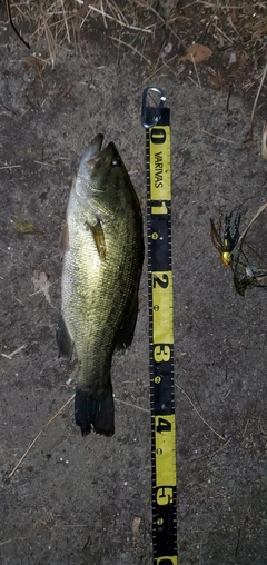 ブラックバスの釣果