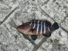 マハタの釣果