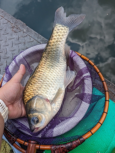 ヘラブナの釣果