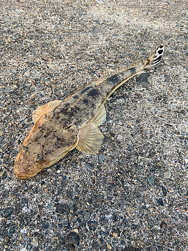 マゴチの釣果