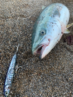 ブリの釣果