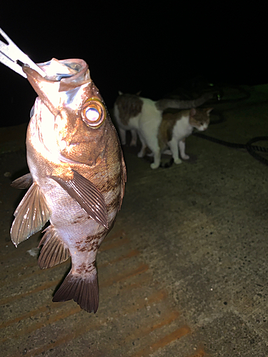 メバルの釣果