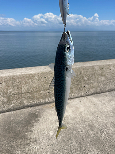 サバの釣果