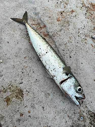 サバの釣果