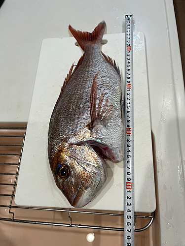 マダイの釣果