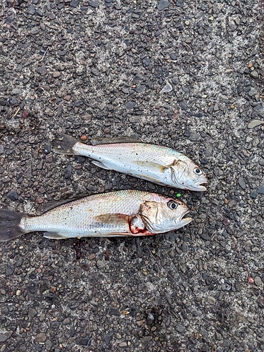 イシモチの釣果