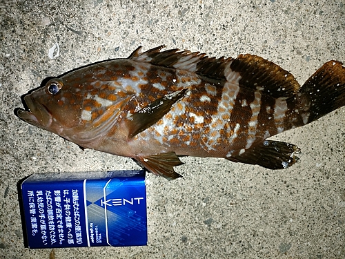 アコウの釣果