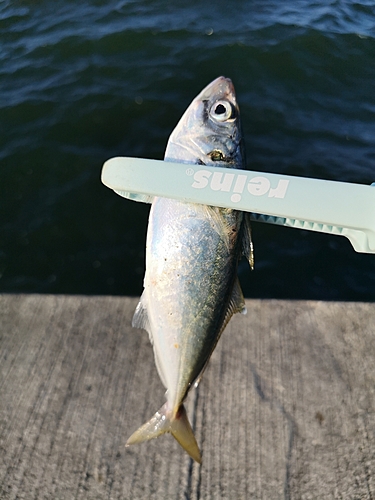 マルアジの釣果