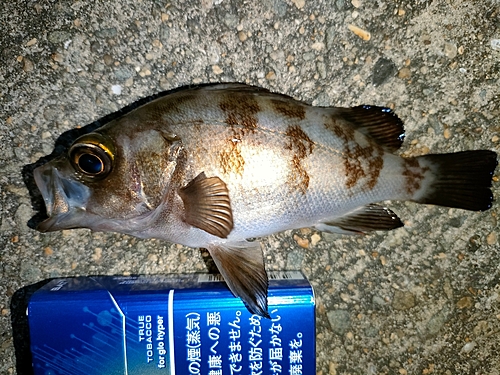 メバルの釣果