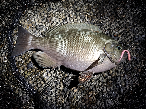 グレの釣果