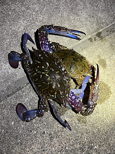 タイワンガザミの釣果