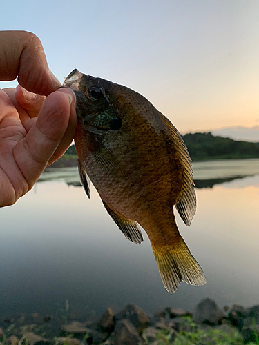 釣果