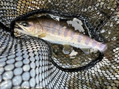 アマゴの釣果