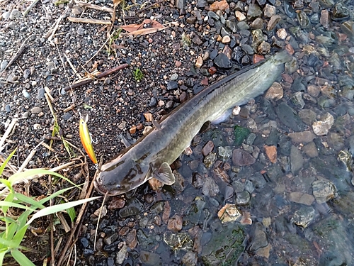 ナマズの釣果