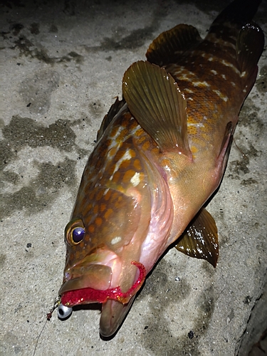 キジハタの釣果