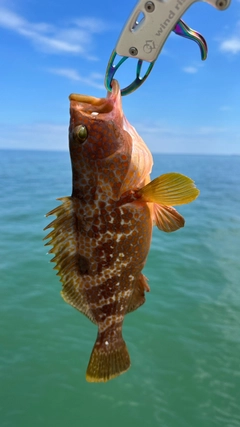 シロギスの釣果