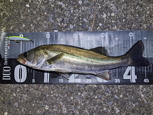 シーバスの釣果