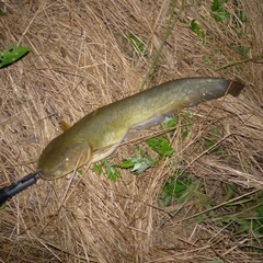 マナマズの釣果