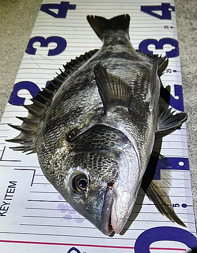 クロダイの釣果