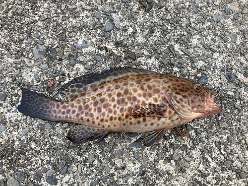 オオモンハタの釣果