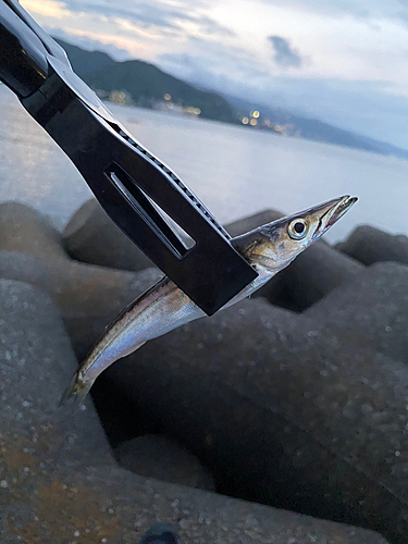 カマスの釣果