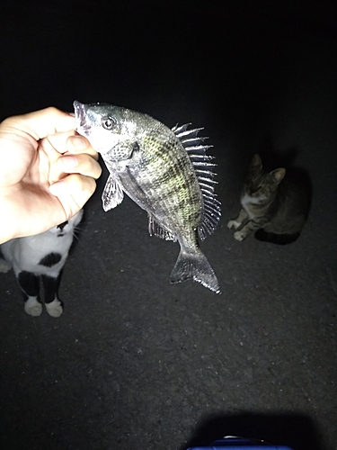 チヌの釣果