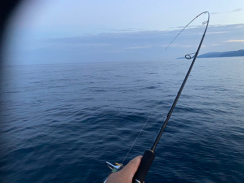 メジロの釣果