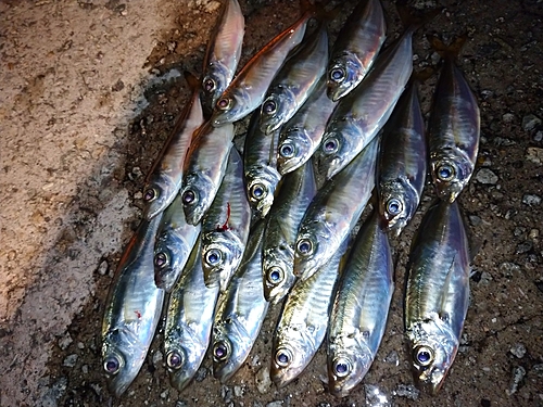 アジの釣果