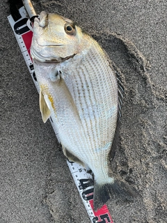 ヘダイの釣果