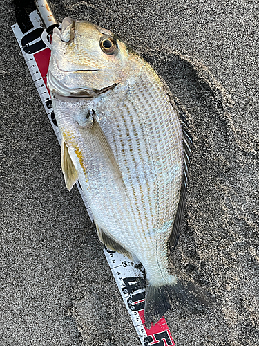 ヘダイの釣果